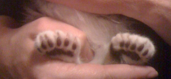 Exploring the World of Polydactyl Cats