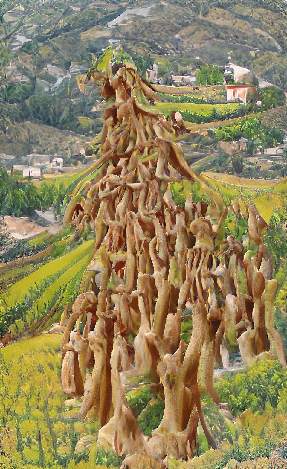 tall tree, joyful crowd, church congregation, mountain, growing, climbing, vinyard, wheatfield, wine bread preview