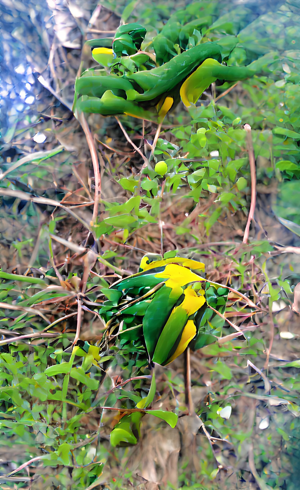 green and yellow in nature preview