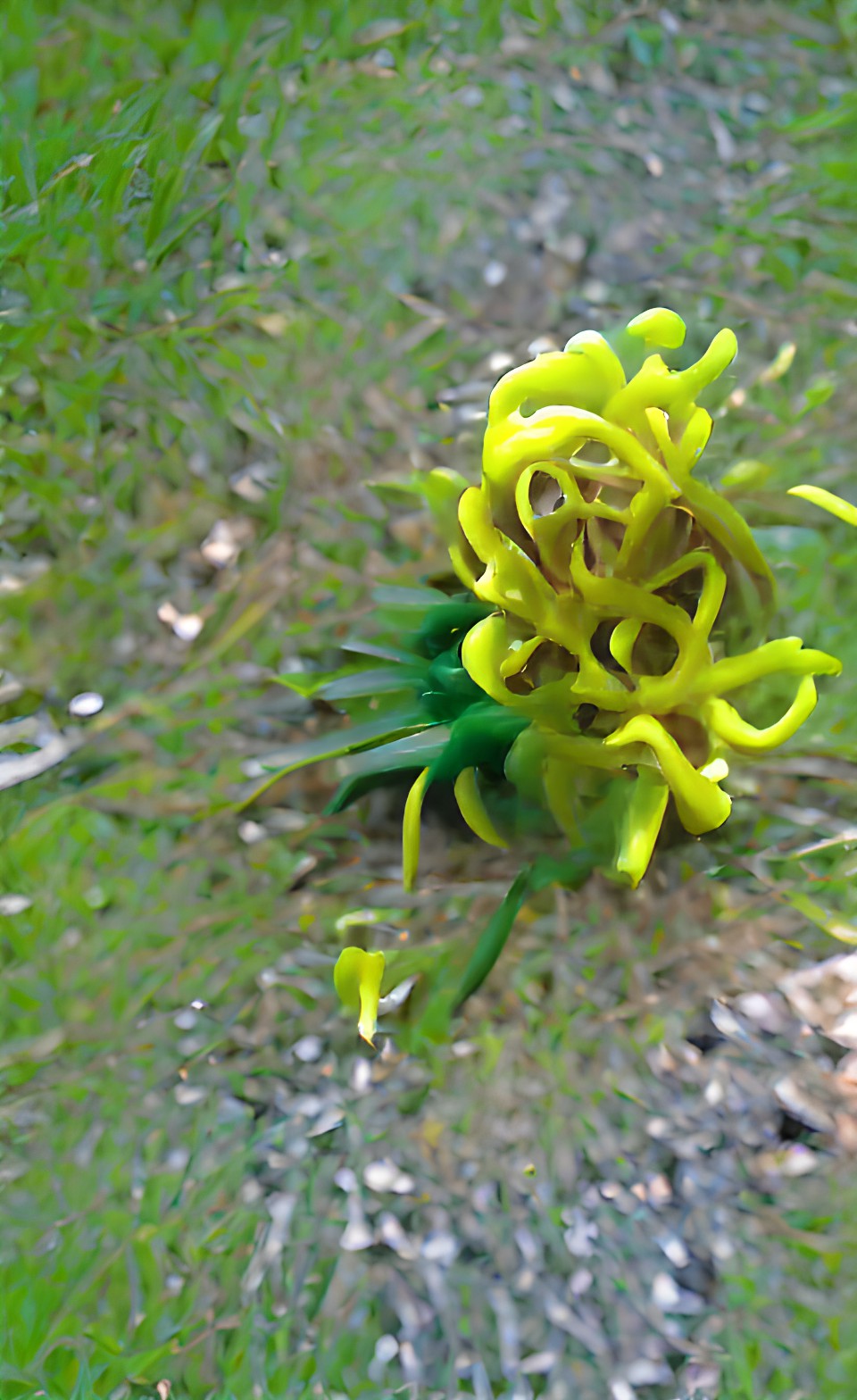 alien flower in yellow green preview