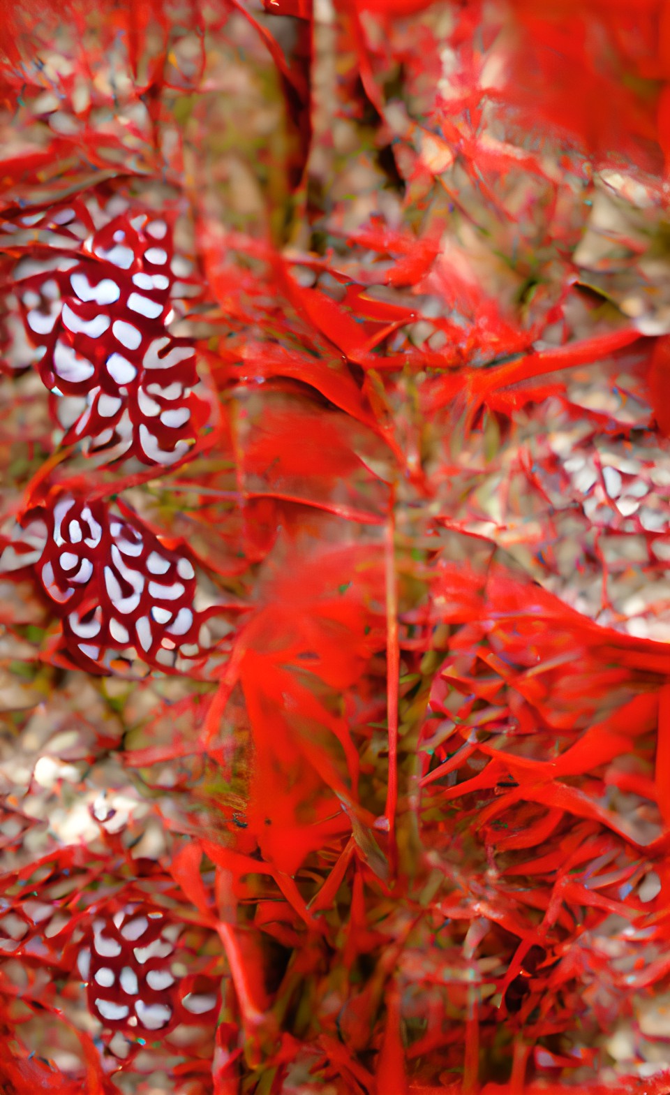 red emotions, variations on red, red in nature, red patterns, red textures preview