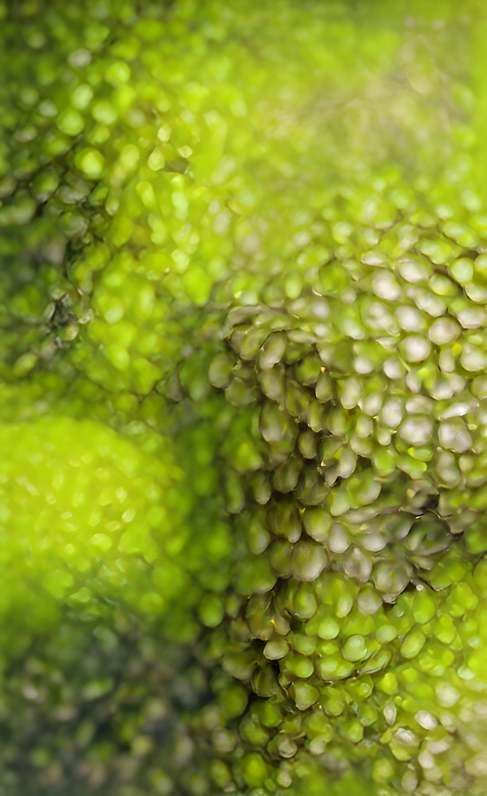 green chartreuse textures preview