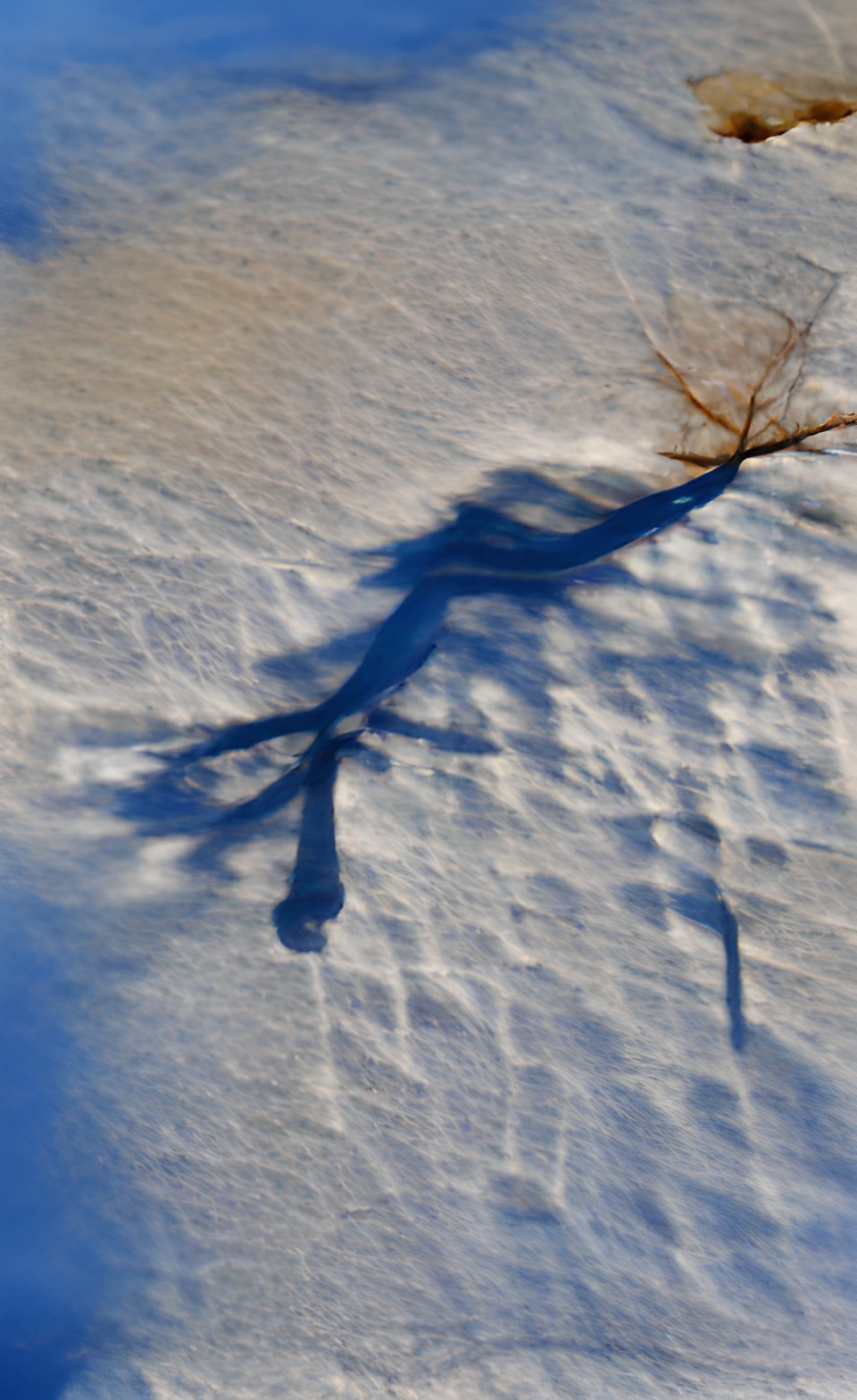 the shadow on the snow of a barren tree, january 29th preview