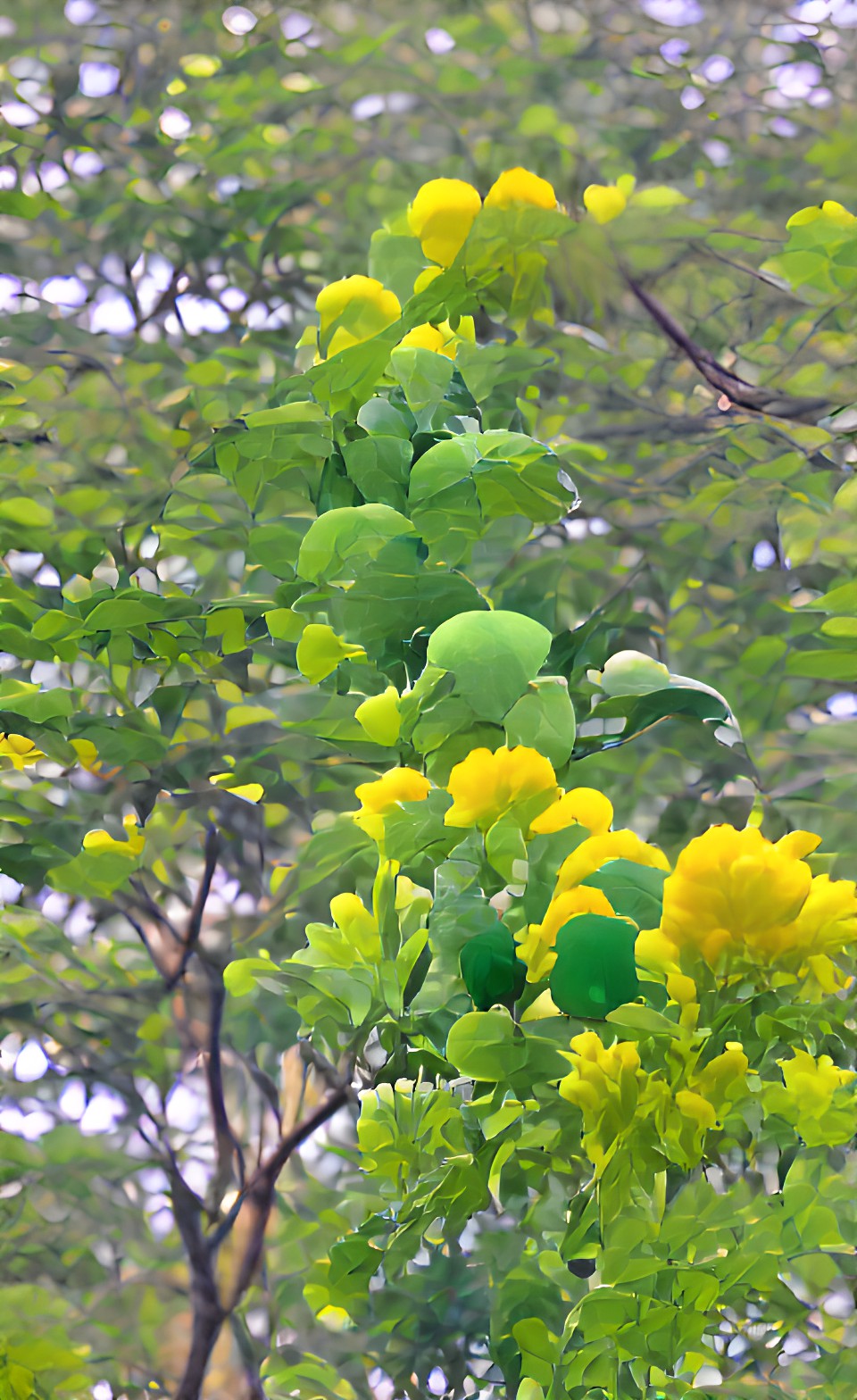 different hues of yellow and green preview