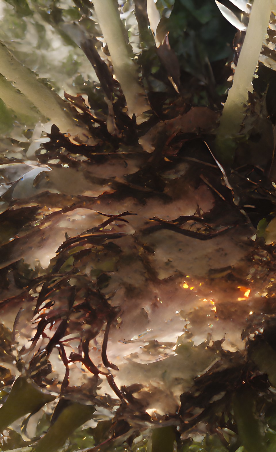 lightning tree preview