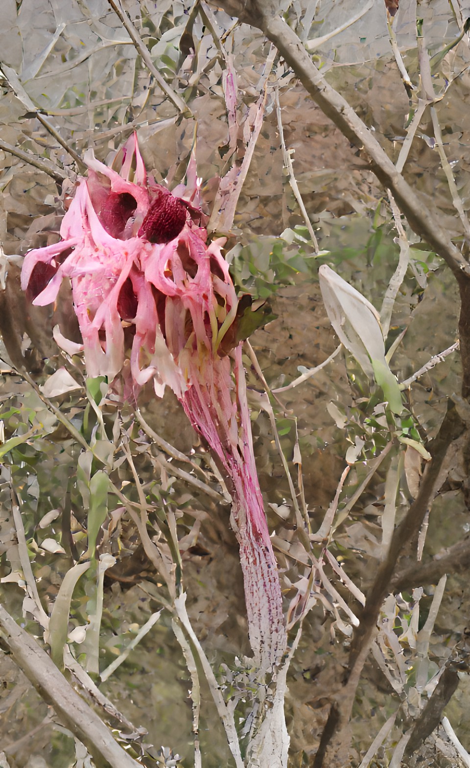 alien flower preview