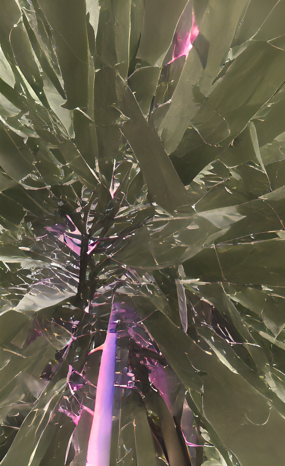 diamond trees preview