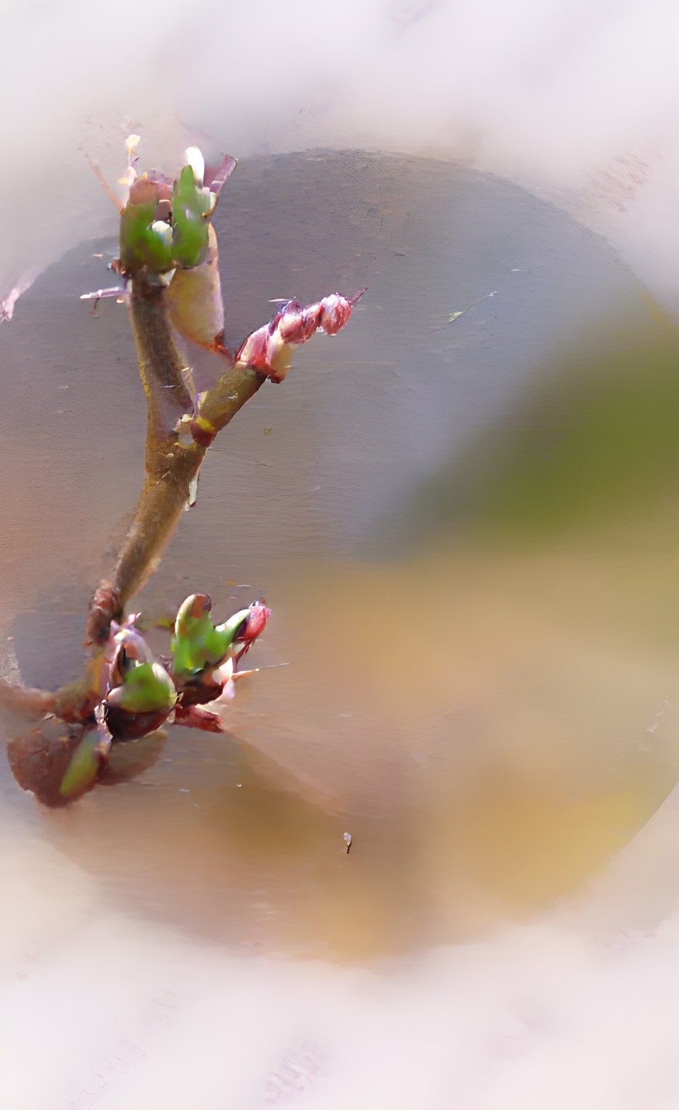 tiny buds on twigs in spring preview