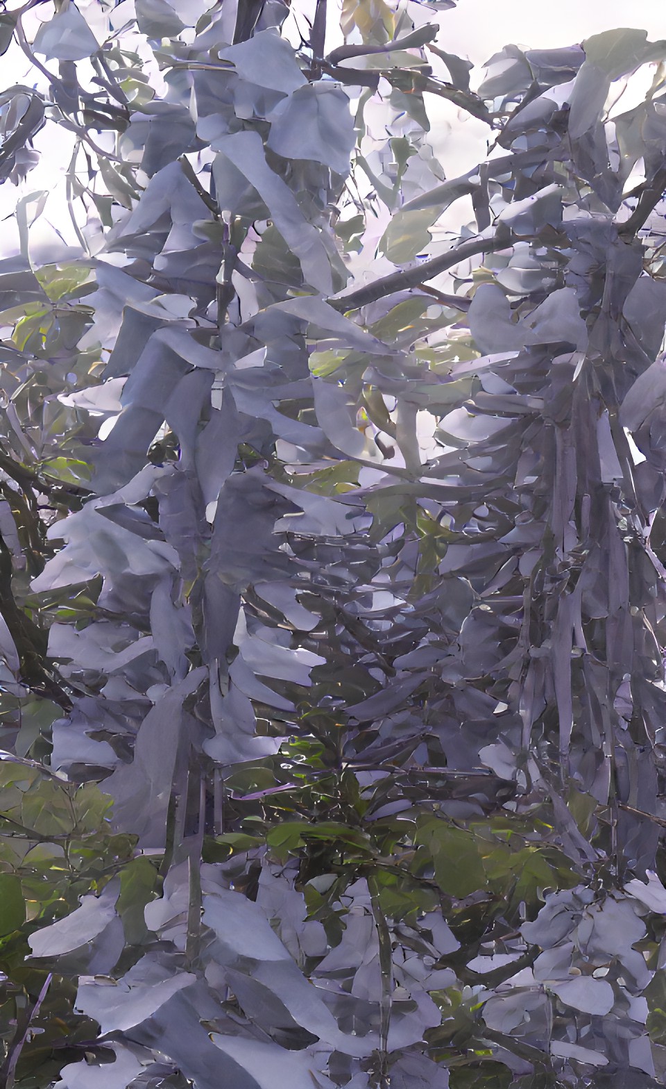 diamond trees preview