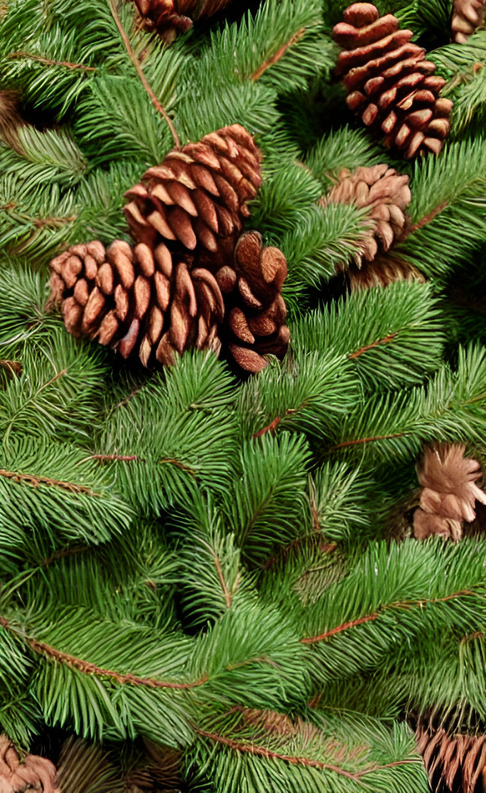 yew tree, pine fir spruce evergreens conifers yew wild forest, pinecone needles scales preview