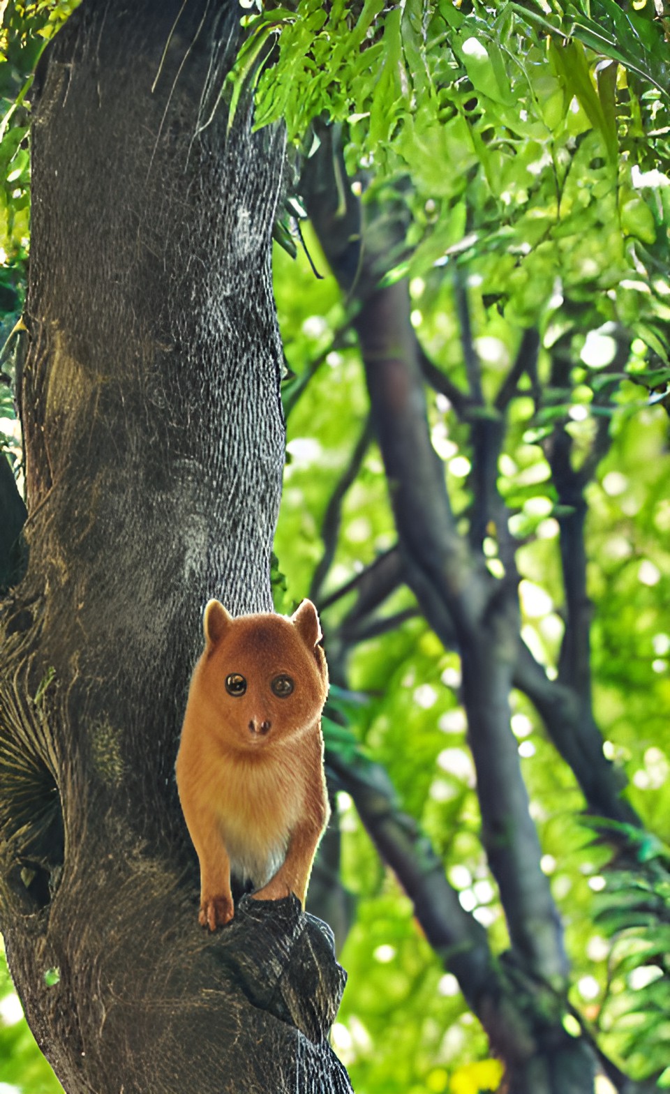 animals in the trees preview