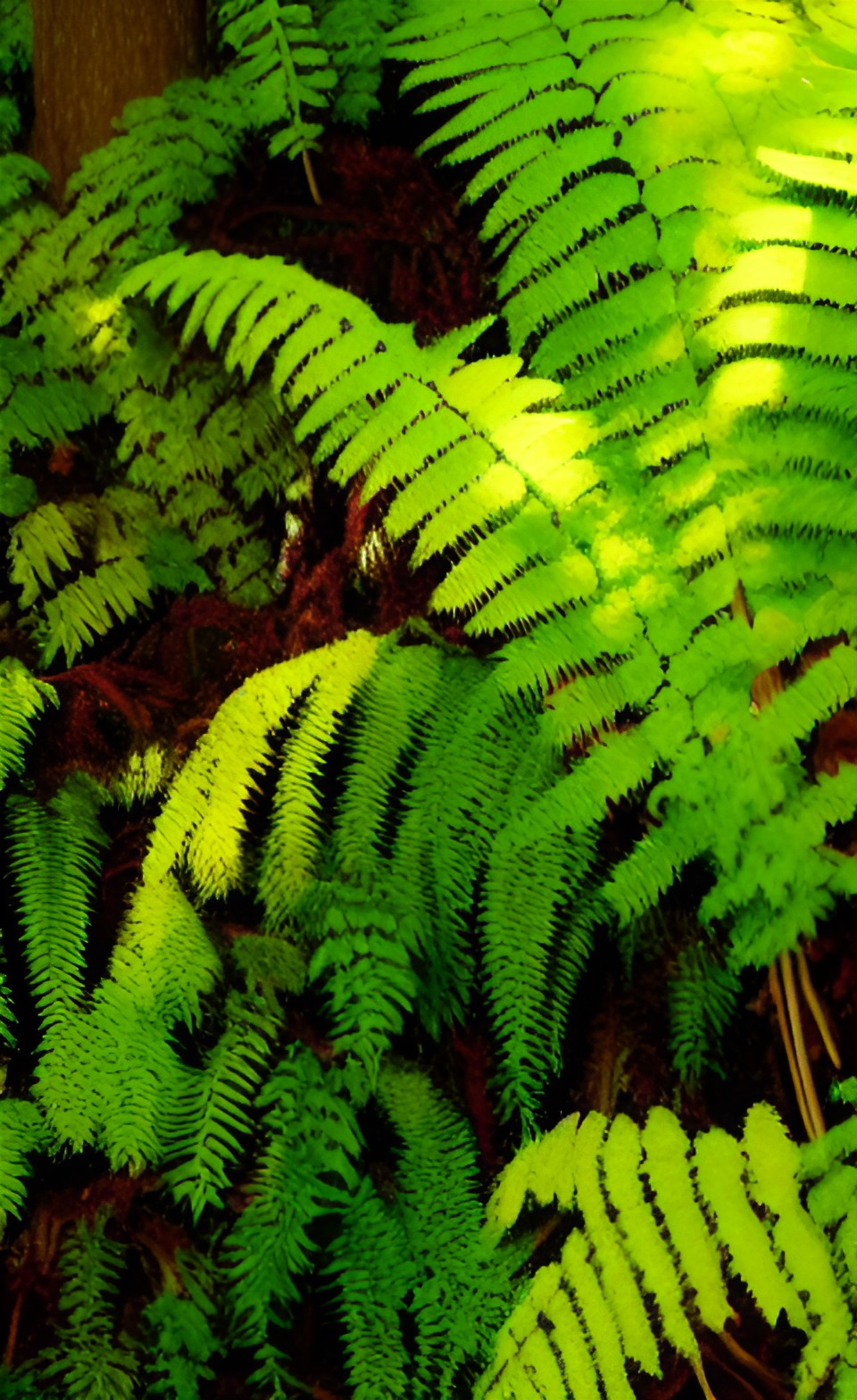 many natural colors of moss and ferns preview