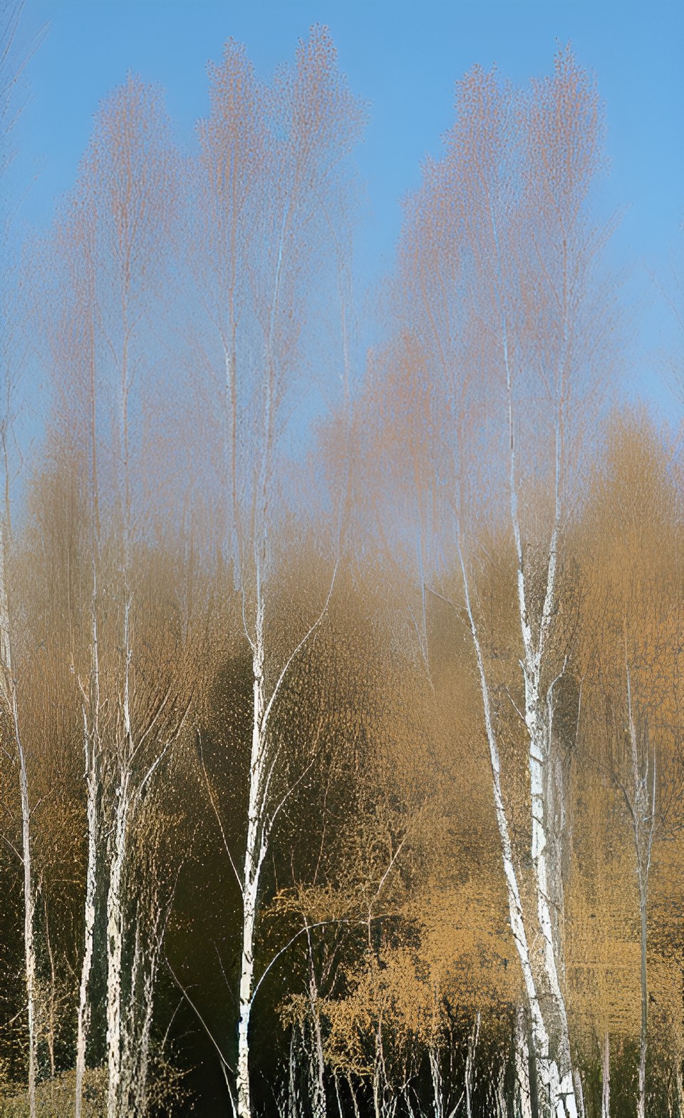 birch trees preview