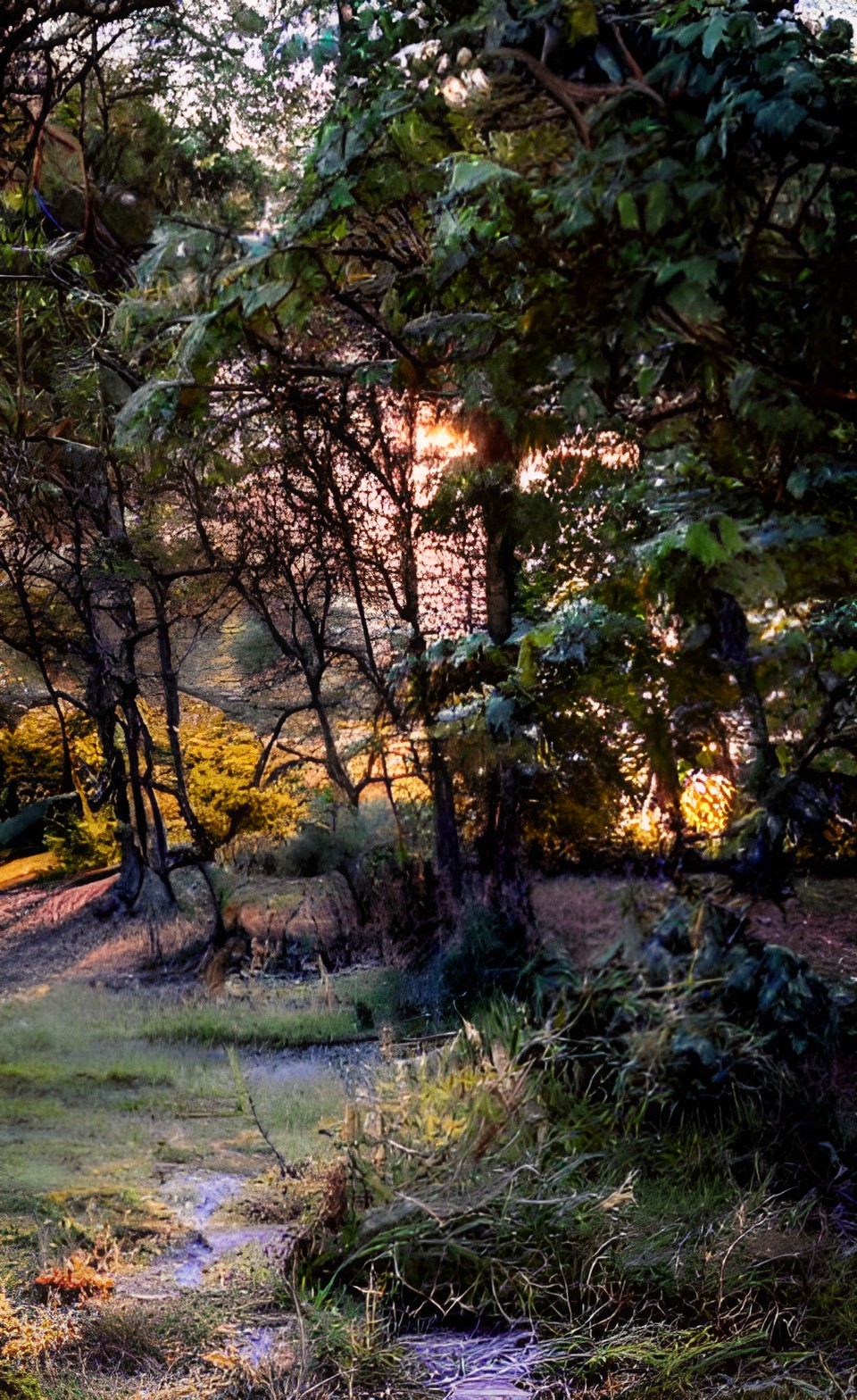 sunset through the trees preview