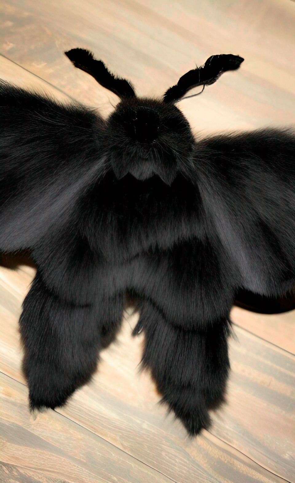 soft, fluffy, gigantic black moth preview