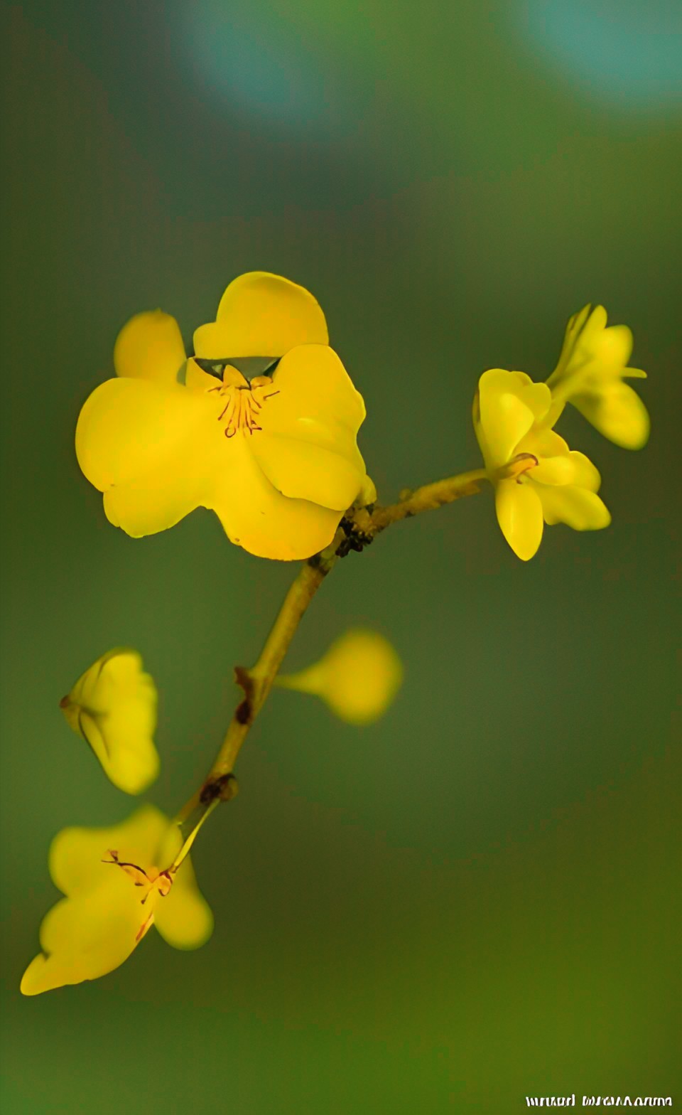 deep true yellow(with slight hints of orange and yellowgreen) in nature and realistic art preview