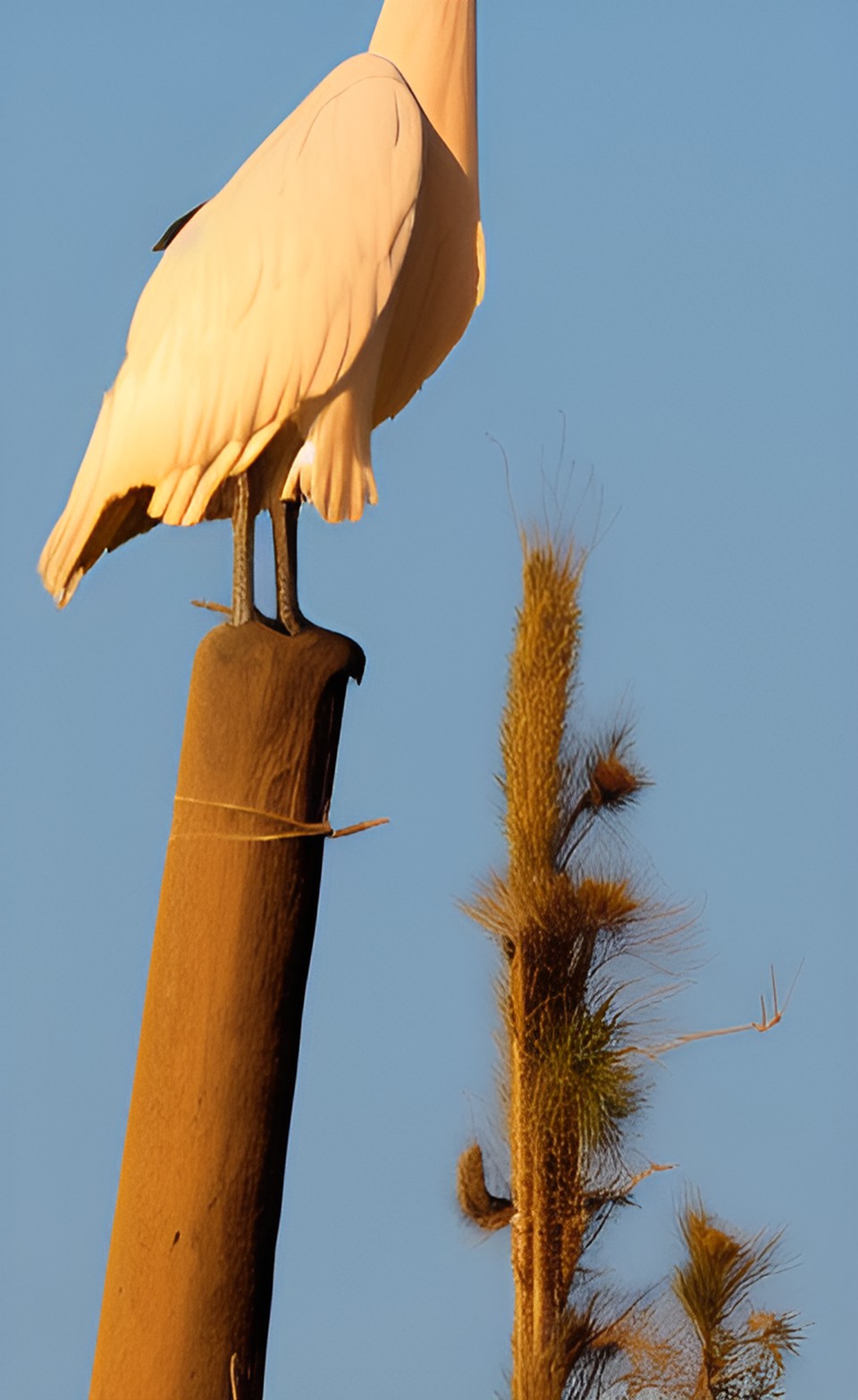 tall bird preview