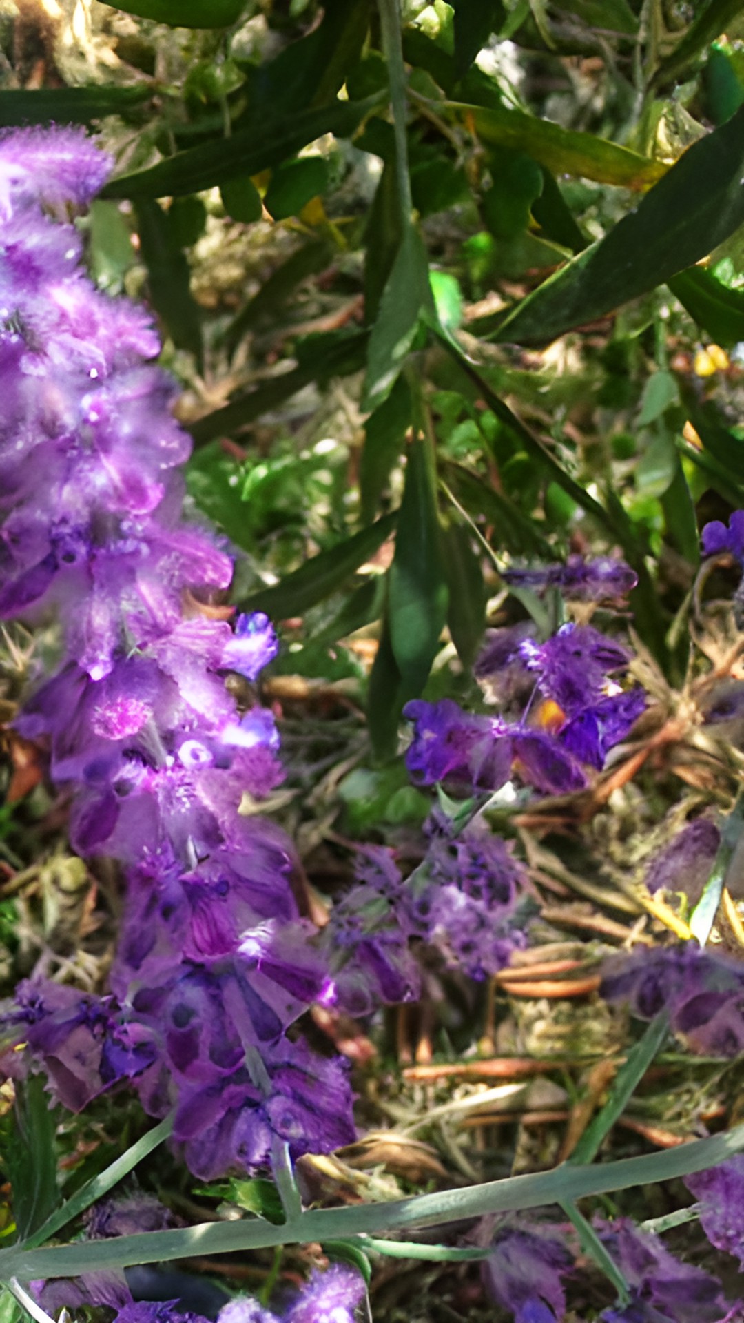 Extended flowers - flowering bush in sunshine preview