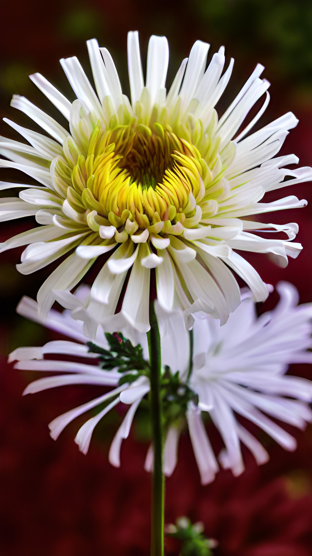 chrysanthemum preview