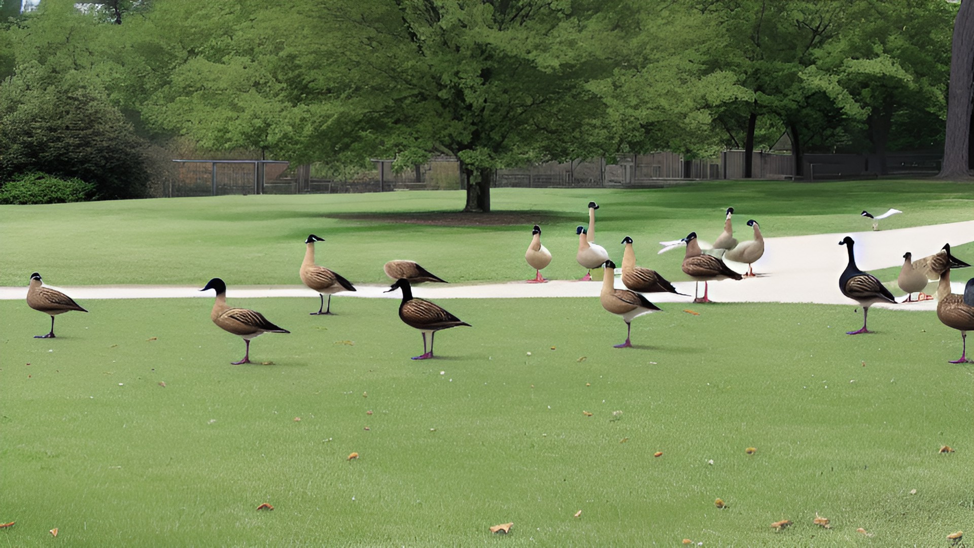 geese preview