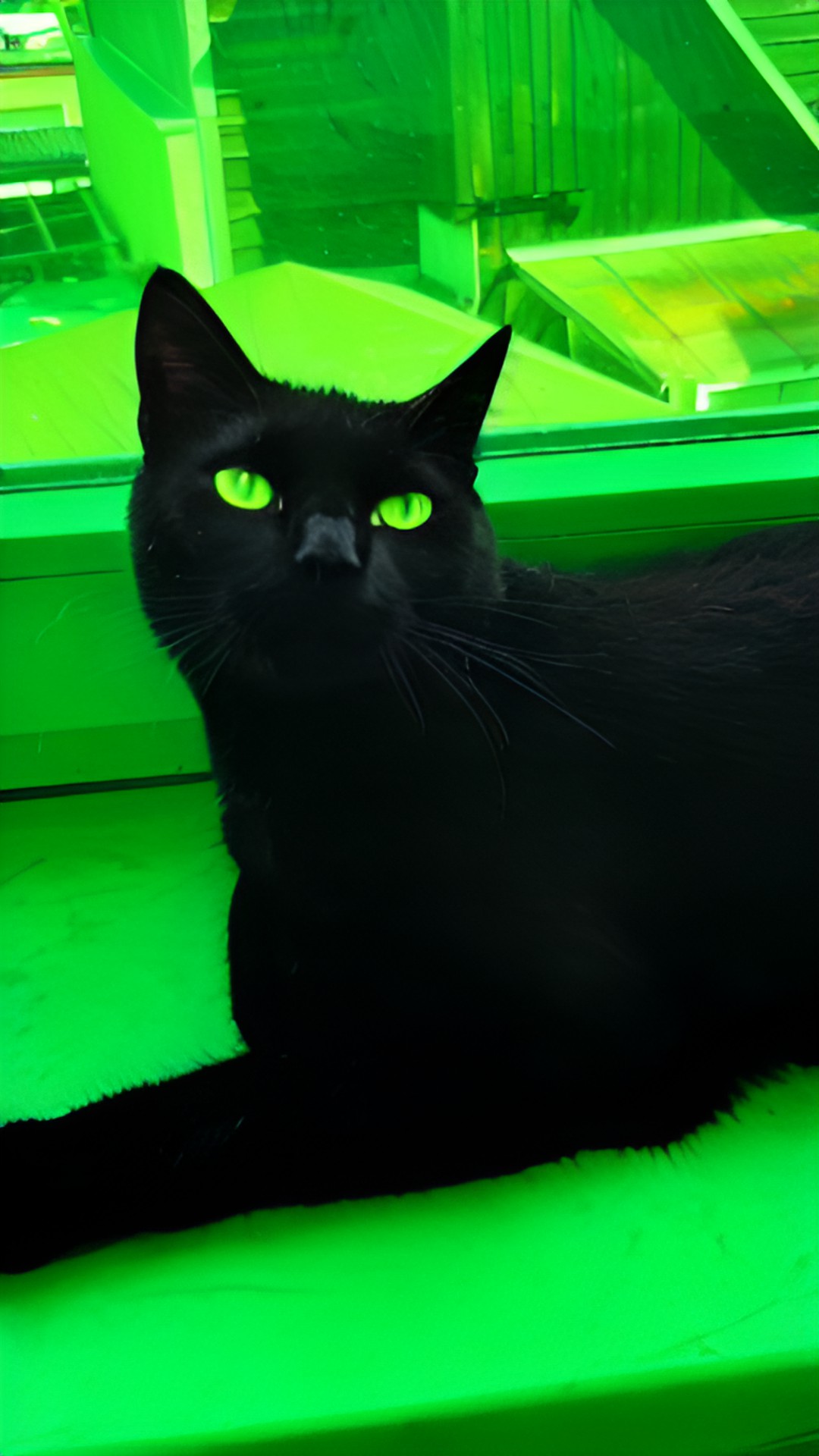 cat - black cat with green eyes preview