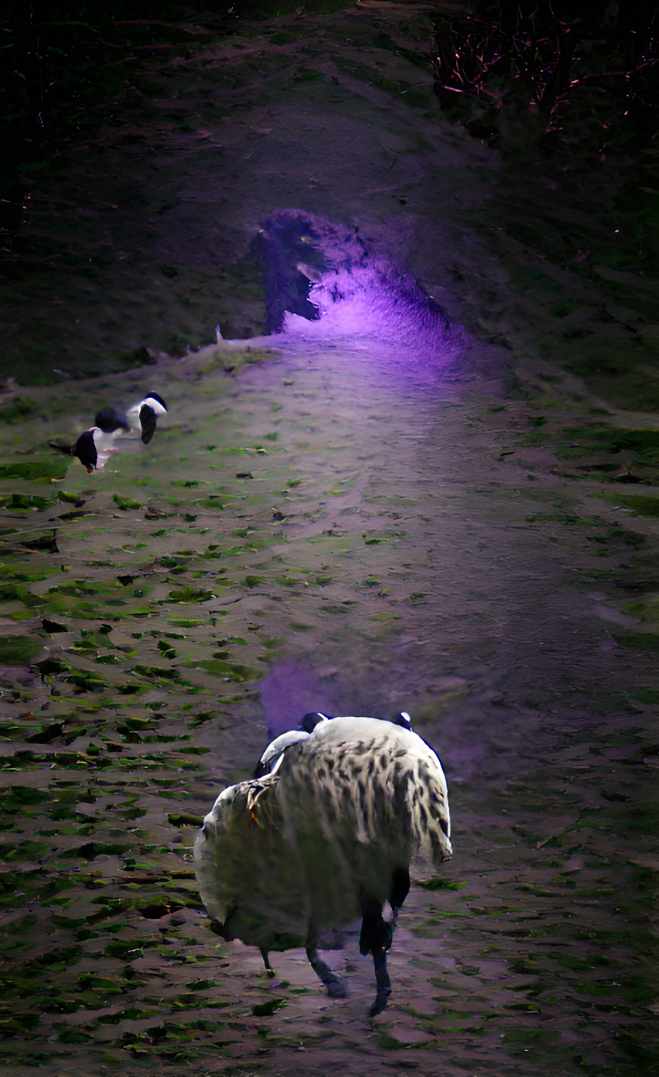 sheep wandering off into the dark cold and dangerous night preview